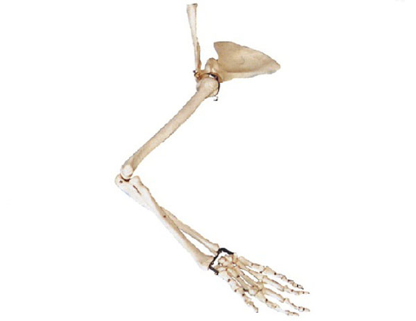 手臂骨、肩钾骨、锁骨模型|手臂骨模型|手臂骨带