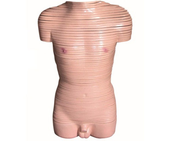 男性躯干横切面断层解剖模型|女性躯干横切面断